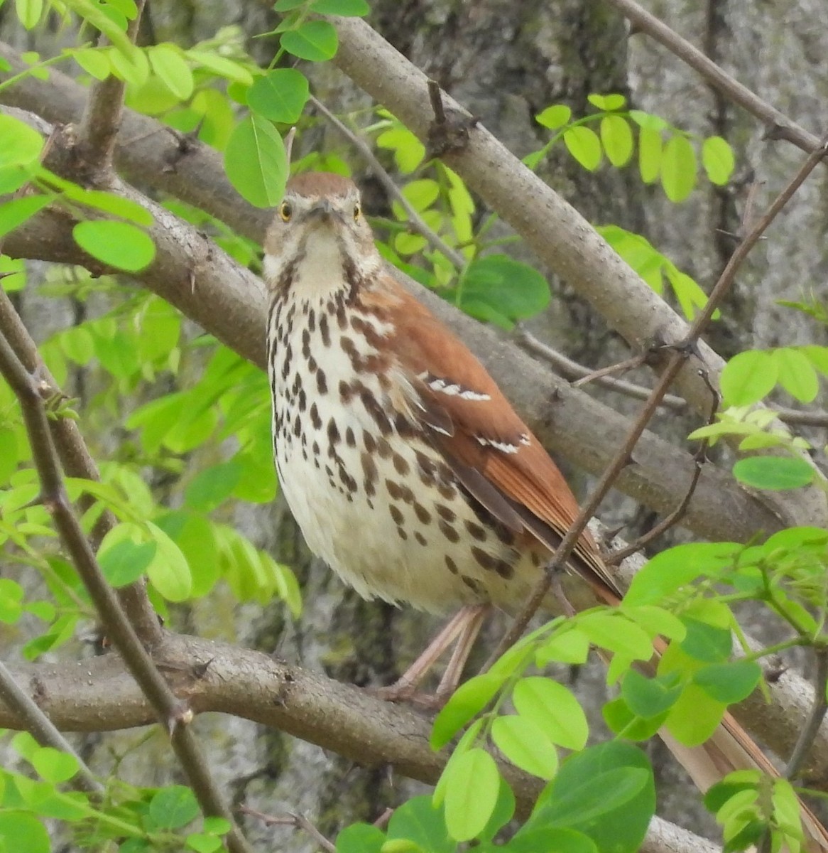 Brown Thrasher - Debbie Segal