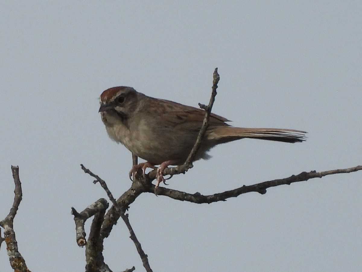 Rufous-crowned Sparrow - Steve Houston