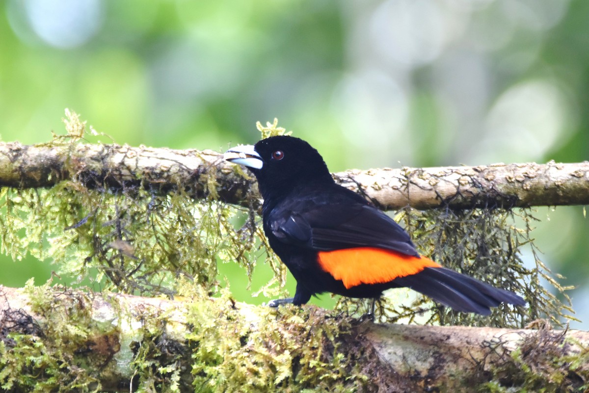 Flame-rumped Tanager - irina shulgina