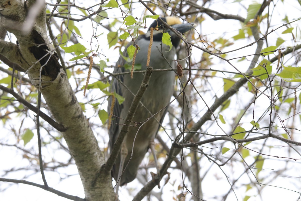 Yellow-crowned Night Heron - ML619106967