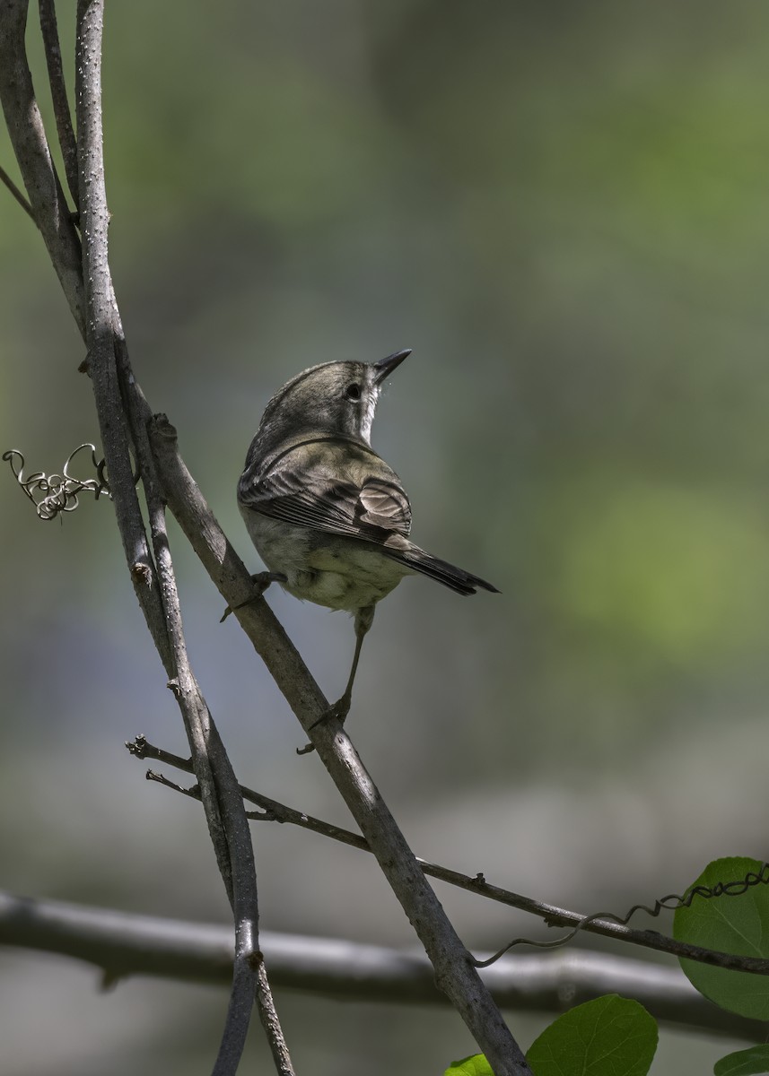 Pine Warbler - Keshava Mysore