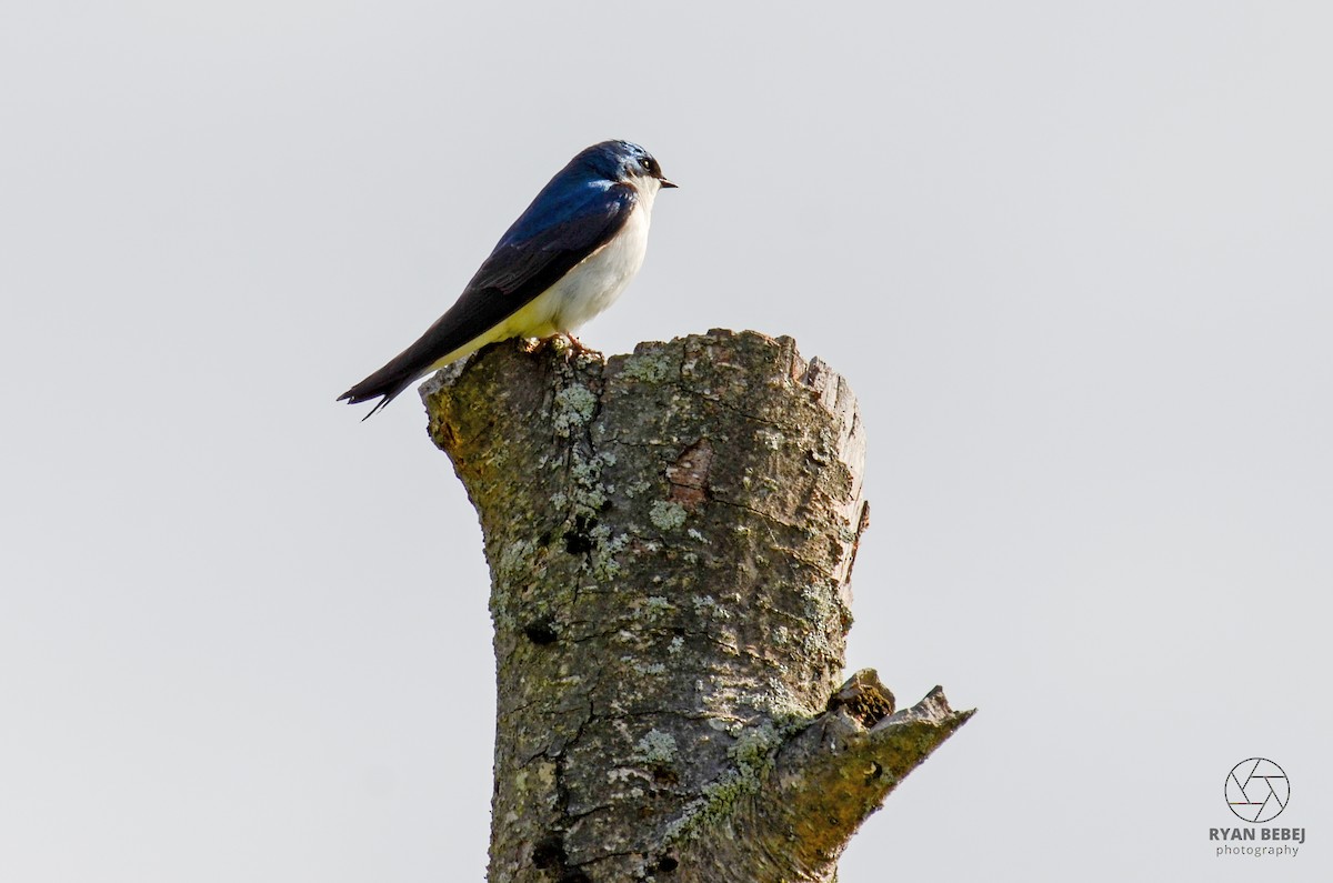 Tree Swallow - Ryan Bebej