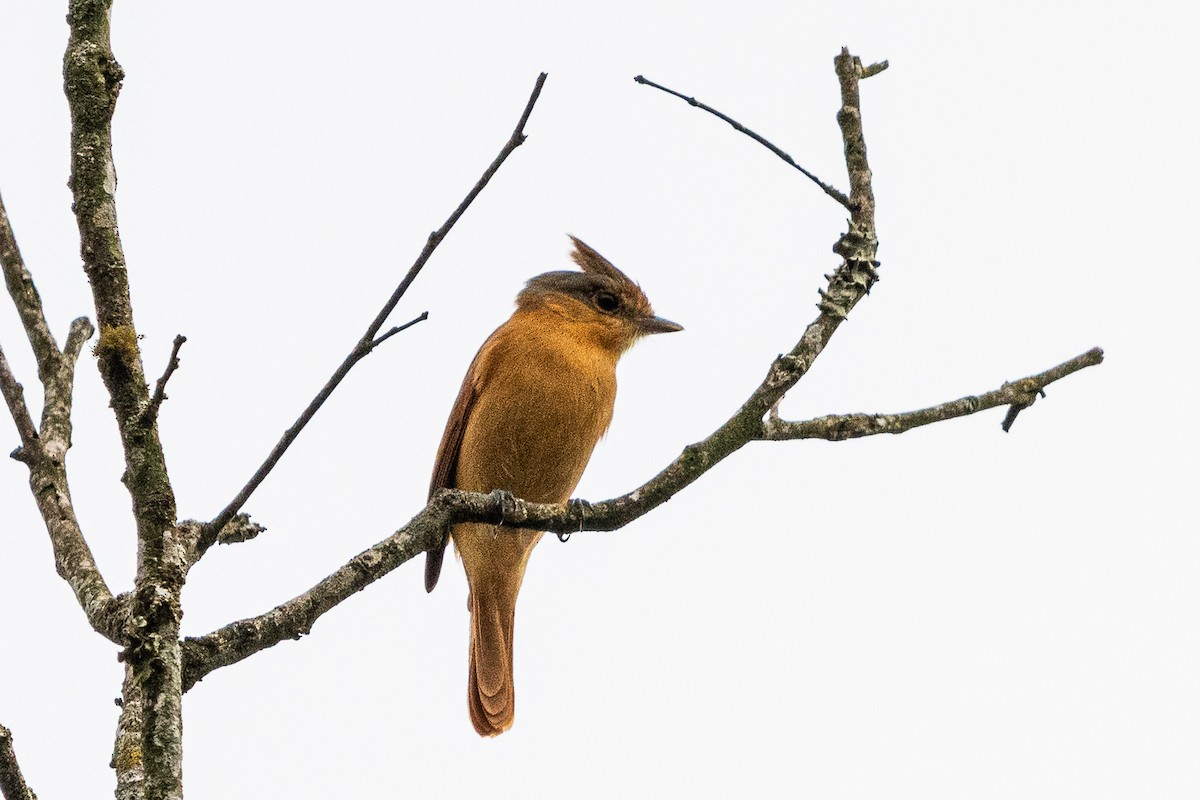 Chestnut-crowned Becard - Christian Williams