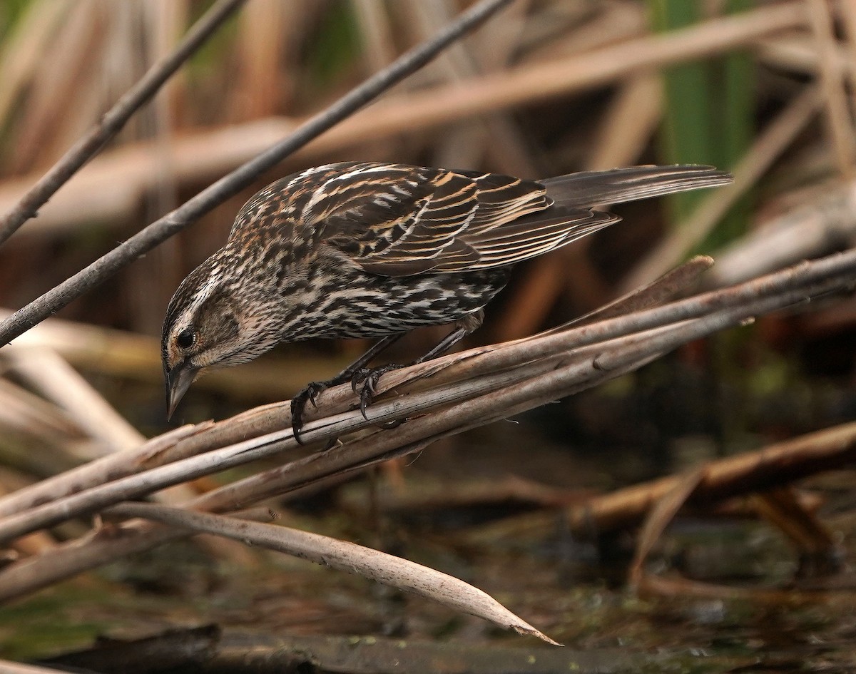 Red-winged Blackbird - Cathy Sheeter