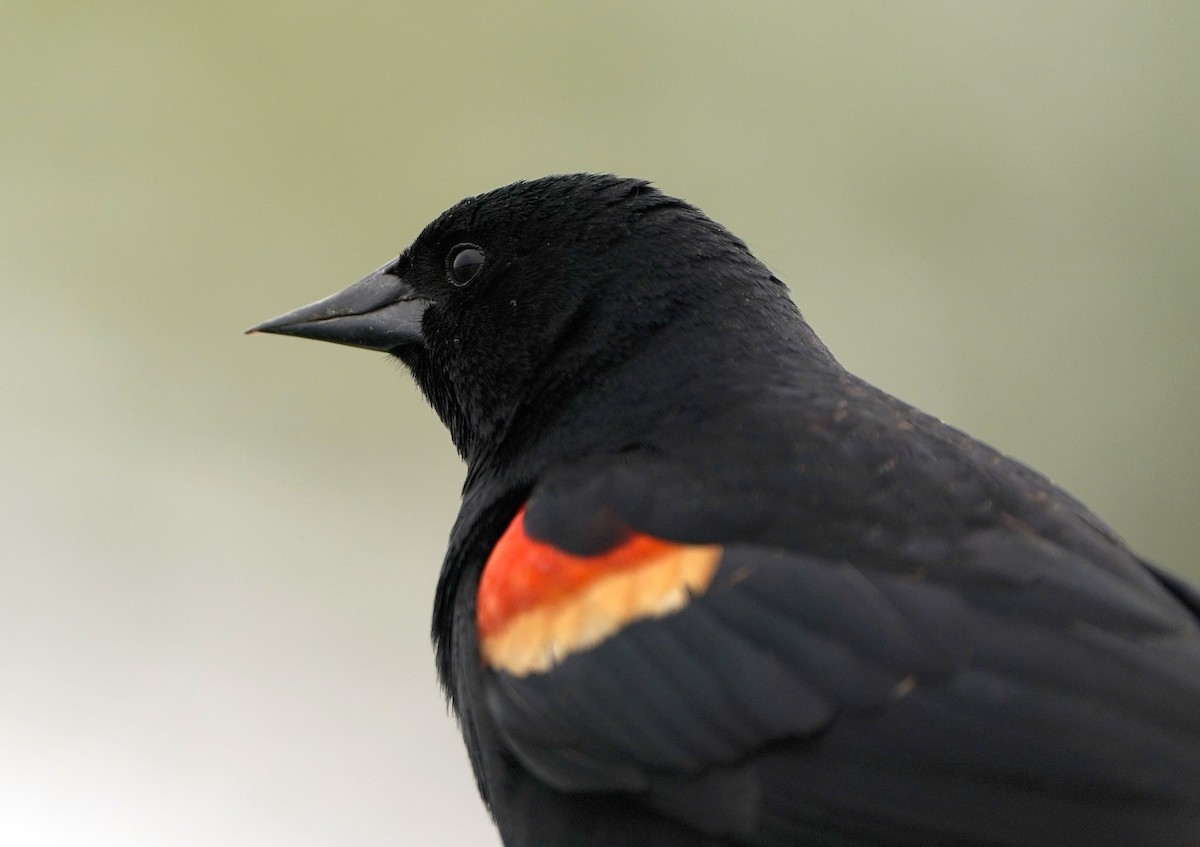 Red-winged Blackbird - Cathy Sheeter