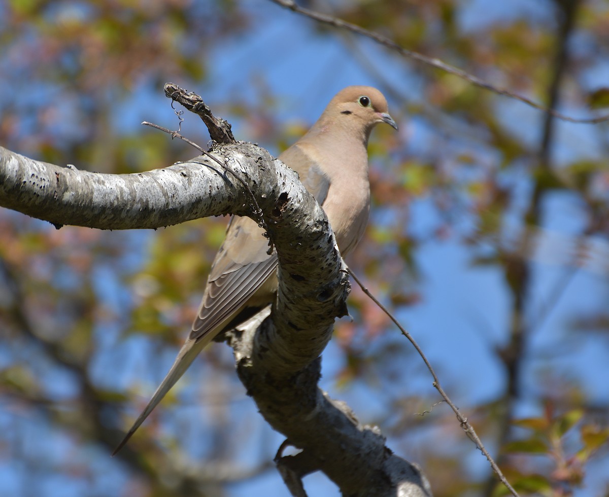 Mourning Dove - Zachary Peters