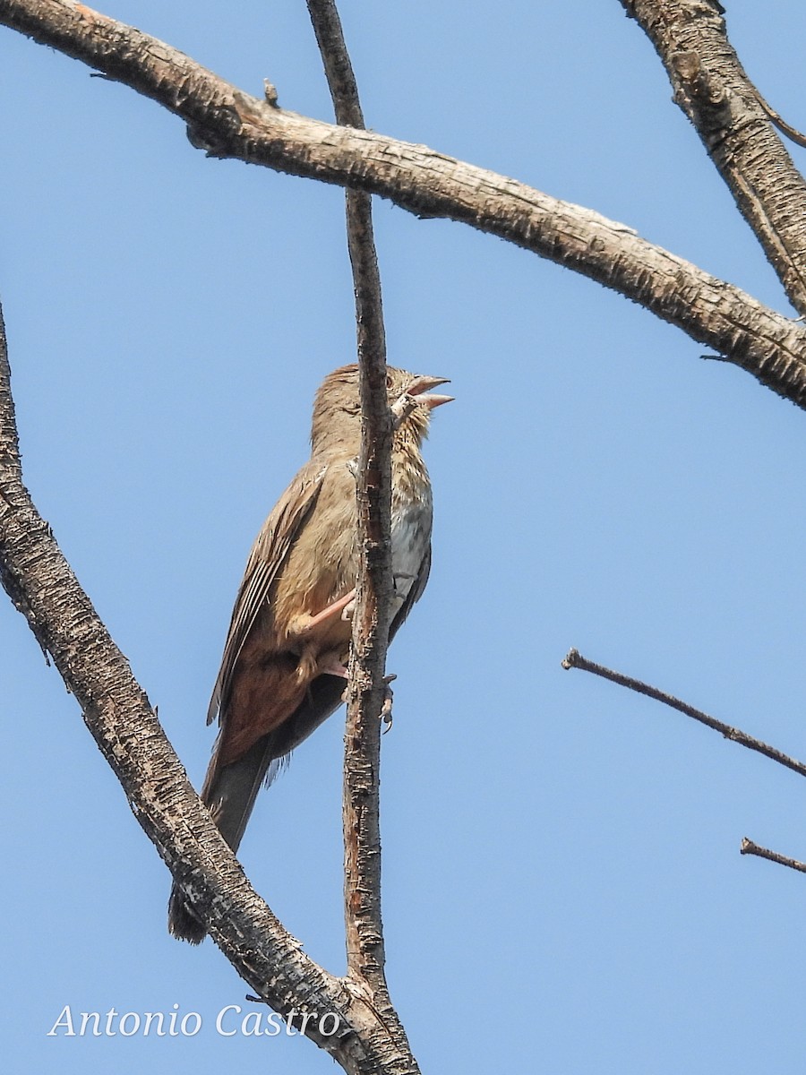 Canyon Towhee - Juan Antonio Castro Peralta