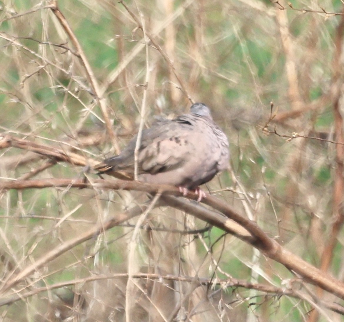 Common Ground Dove - Debbie Crowley