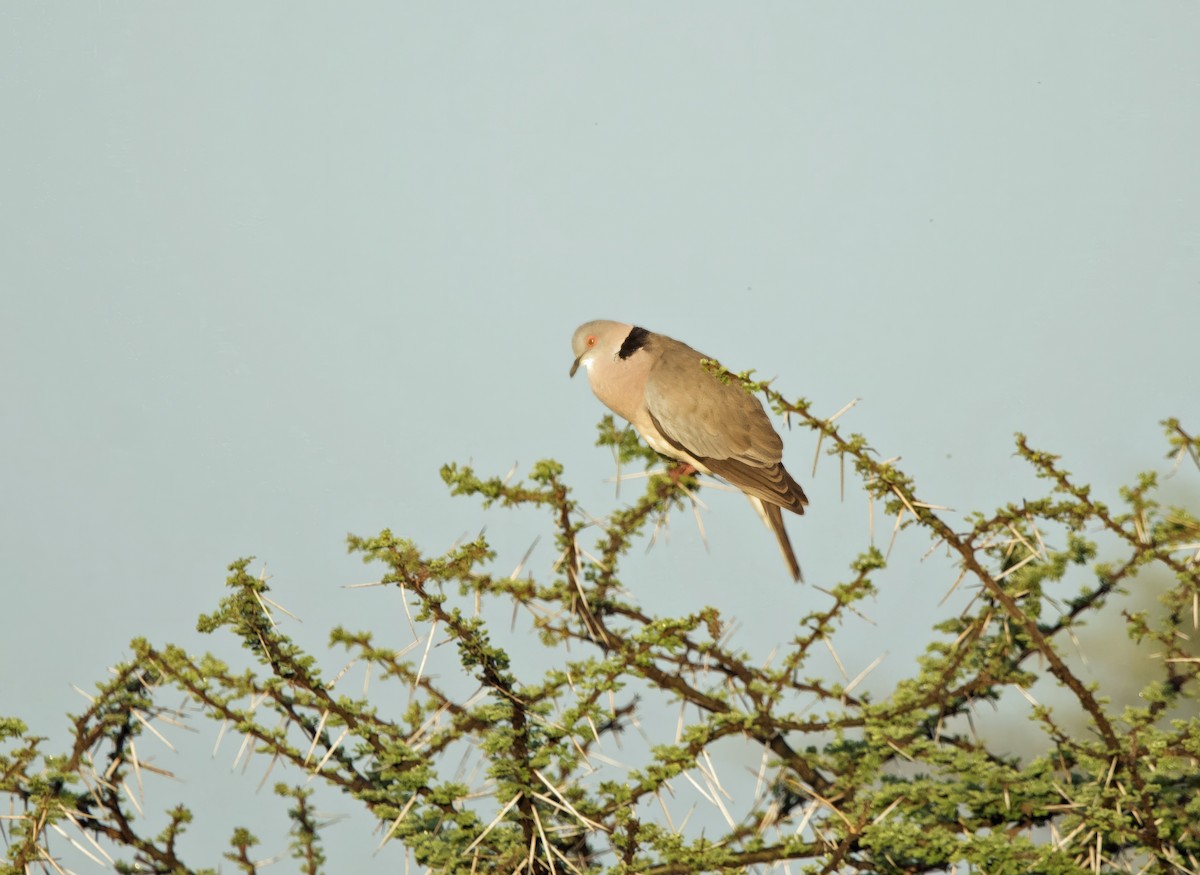 Mourning Collared-Dove - ML619107040