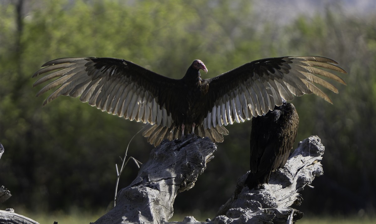 Turkey Vulture - Barry McKenzie