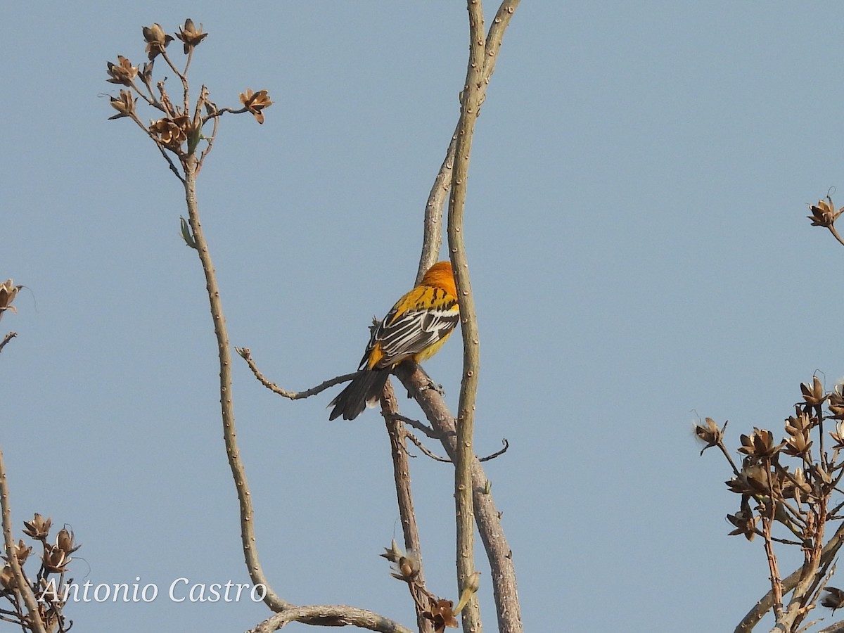 Streak-backed Oriole - Juan Antonio Castro Peralta