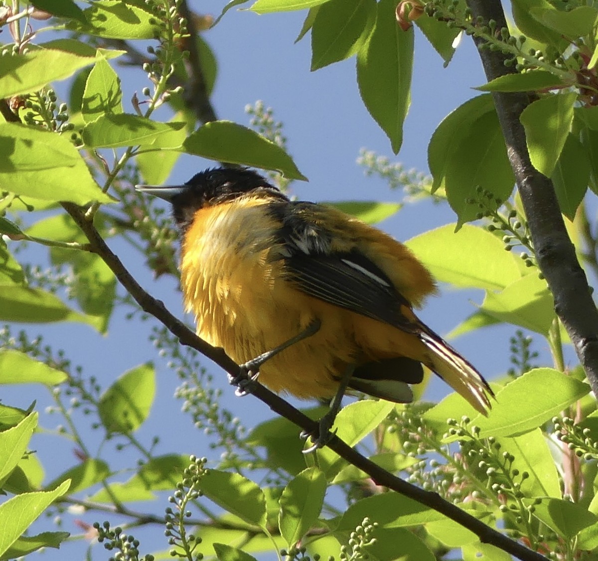 Baltimore Oriole - ML619107050