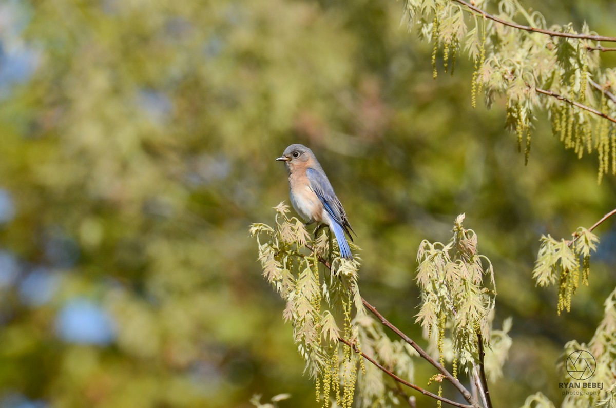 Eastern Bluebird - Ryan Bebej