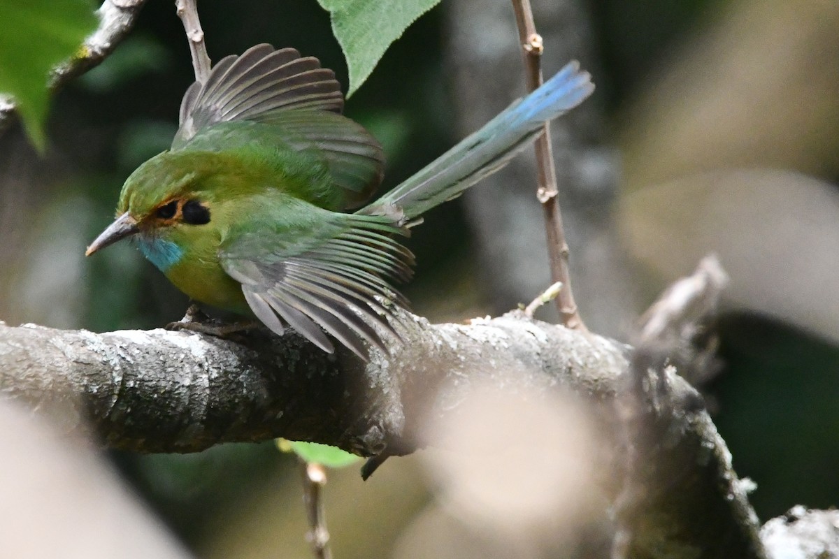 Blue-throated Motmot - Jessy Lopez Herra