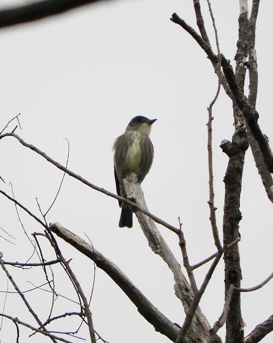 Olive-sided Flycatcher - Sue Plankis