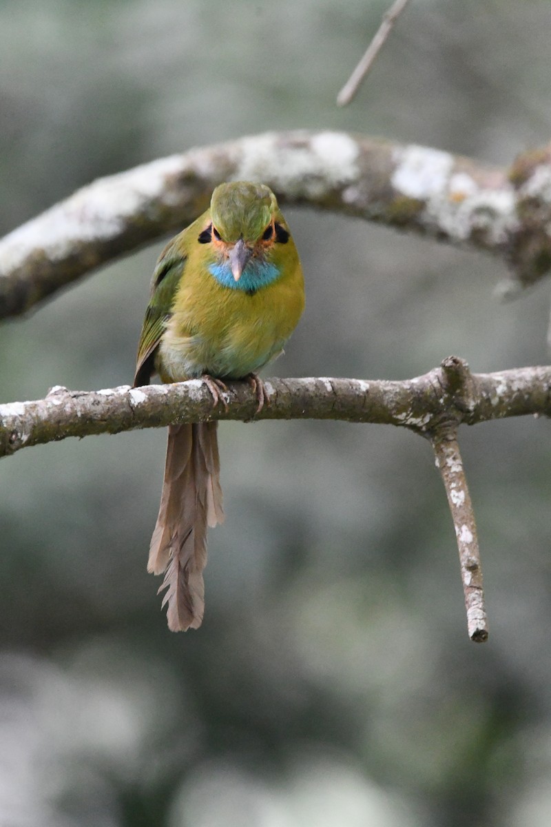 Blue-throated Motmot - Jessy Lopez Herra