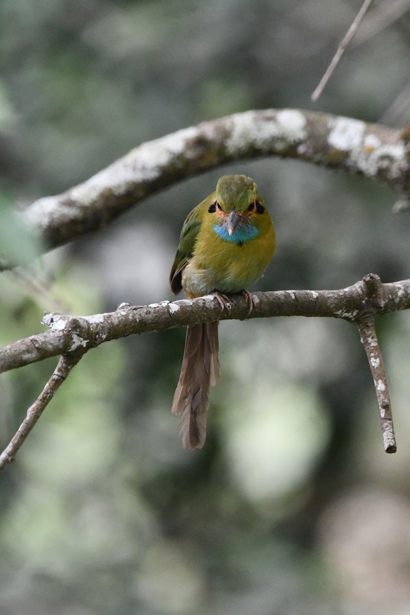 Blue-throated Motmot - Jessy Lopez Herra