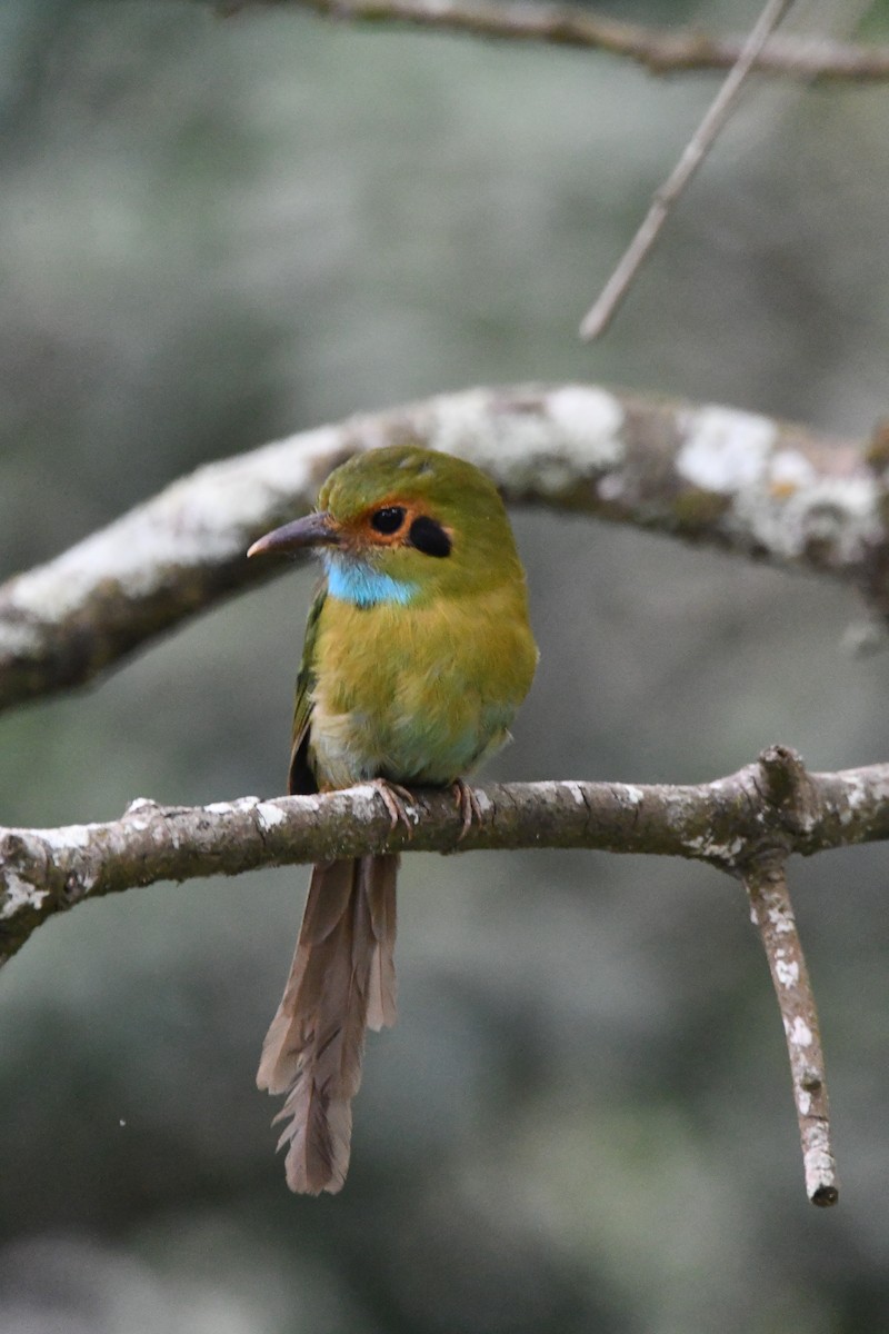 Blue-throated Motmot - Jessy Lopez Herra