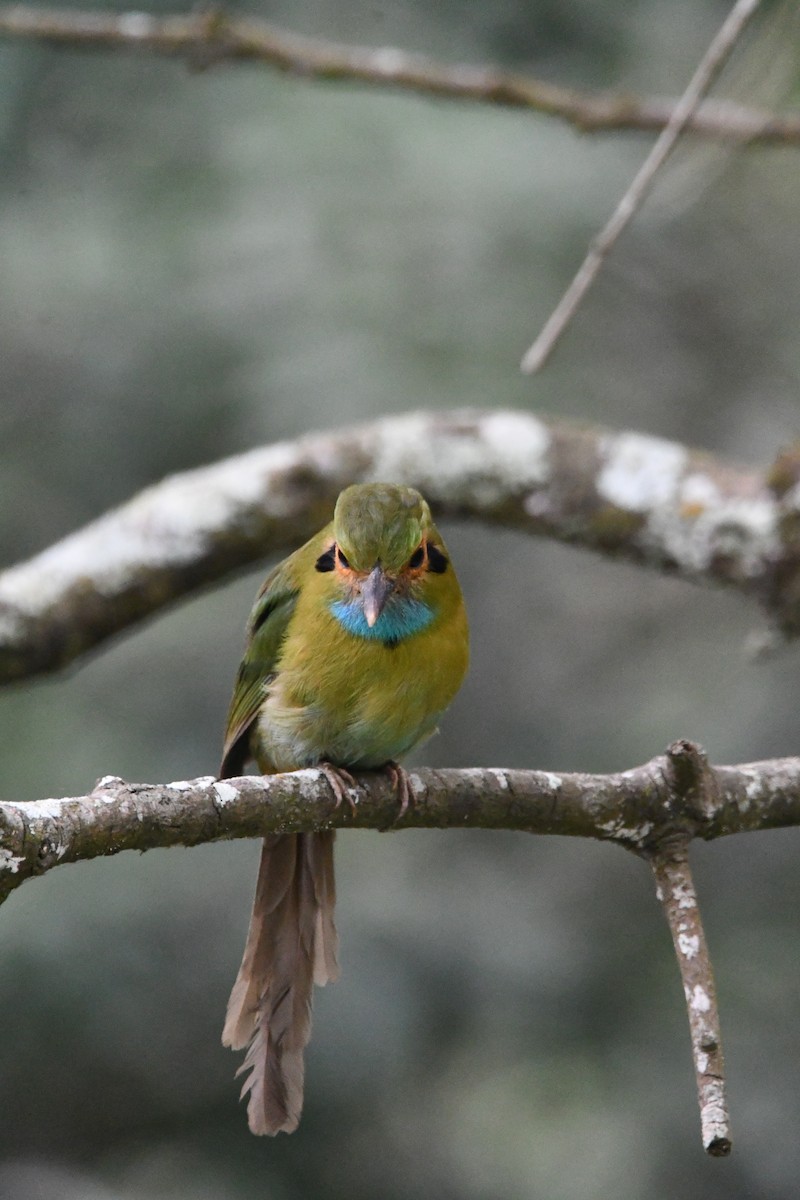 Blue-throated Motmot - Jessy Lopez Herra