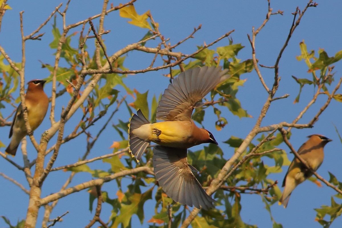 Cedar Waxwing - Robert Stalnaker