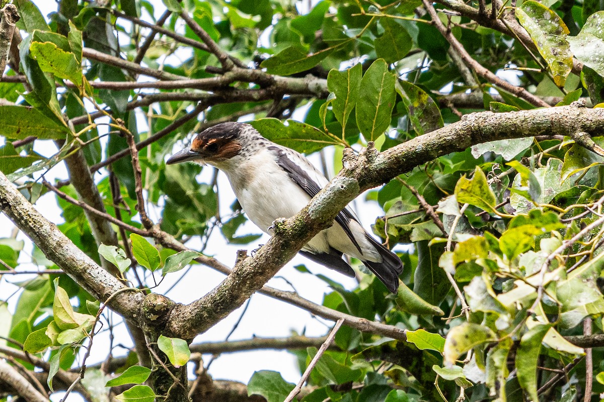 Black-crowned Tityra - Christian Williams