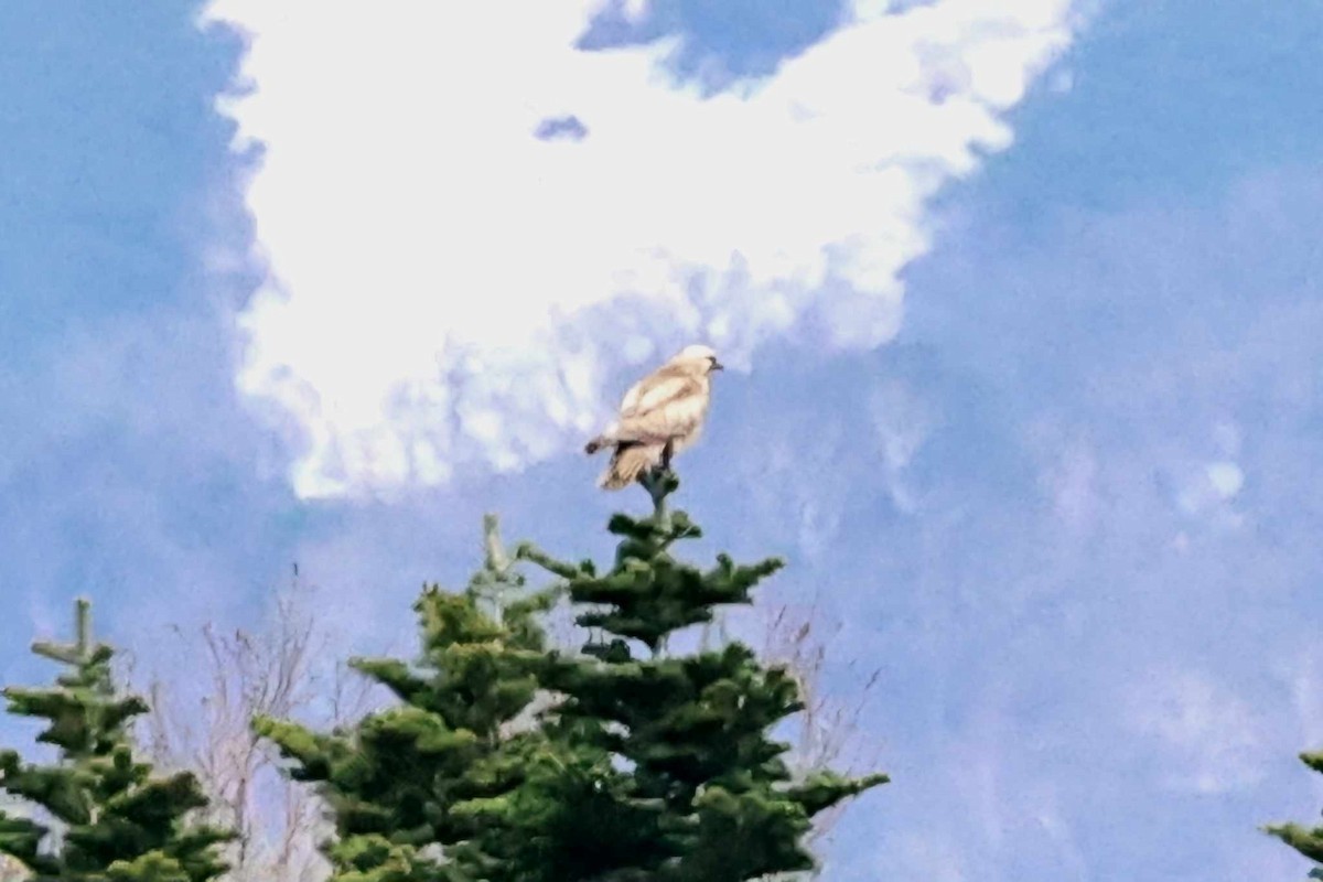 Eastern Buzzard - 佑淇 陳