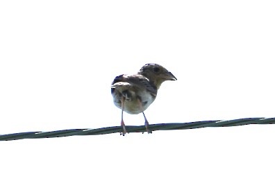 Grasshopper Sparrow - ML619107107