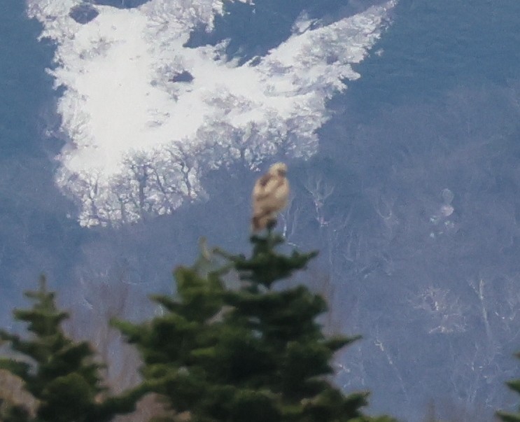 Eastern Buzzard - 佑淇 陳