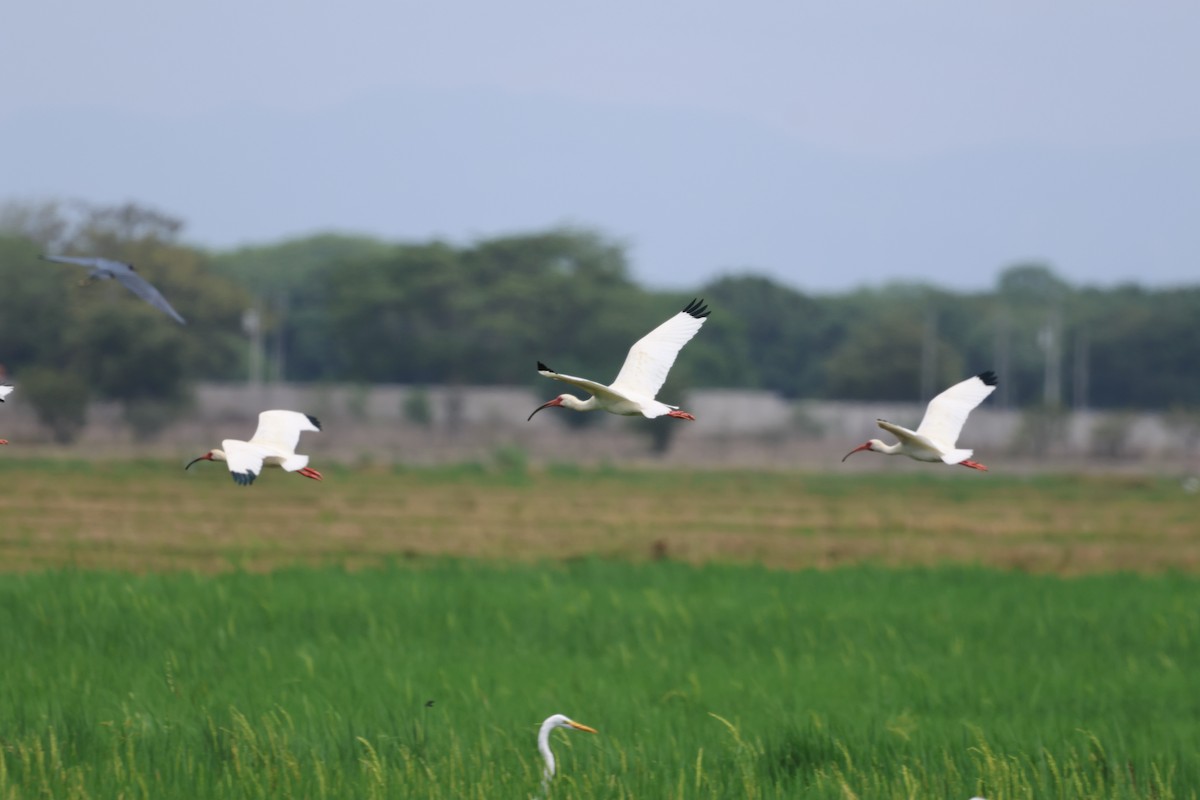 White Ibis - Debbie Crowley