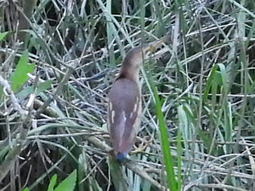 Least Bittern - Maggie Silverman