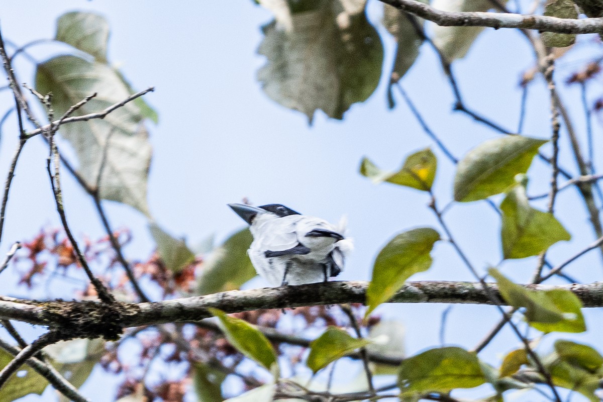 Black-crowned Tityra - ML619107119