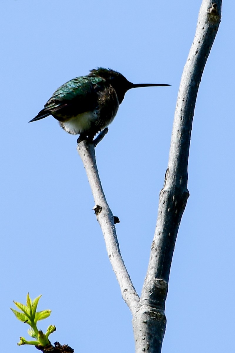 Ruby-throated Hummingbird - Cheryl Prouse