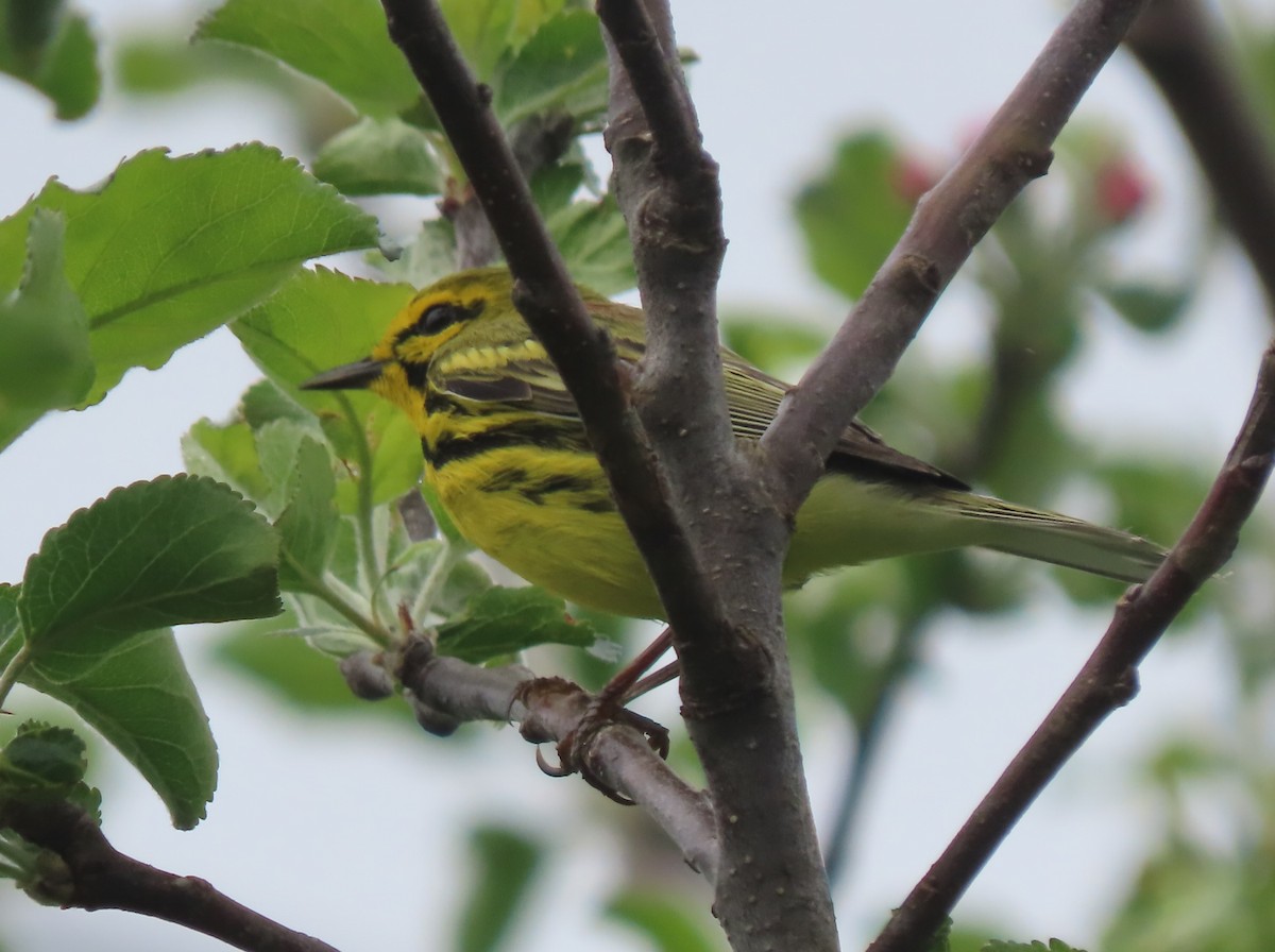 Prairie Warbler - Doug Kibbe