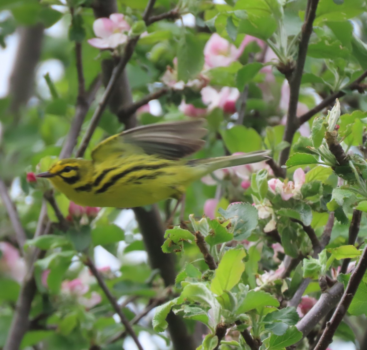 Prairie Warbler - Doug Kibbe