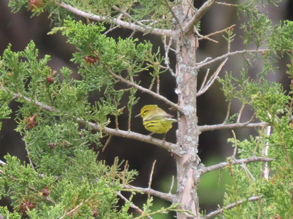 Prairie Warbler - Doug Kibbe