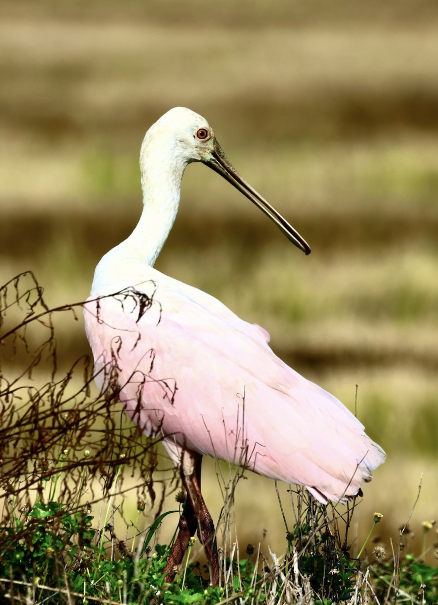 Roseate Spoonbill - Debbie Crowley