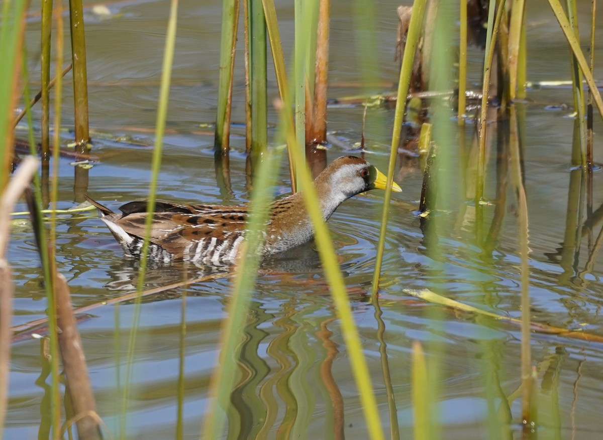 Polluela Sora - ML619107137