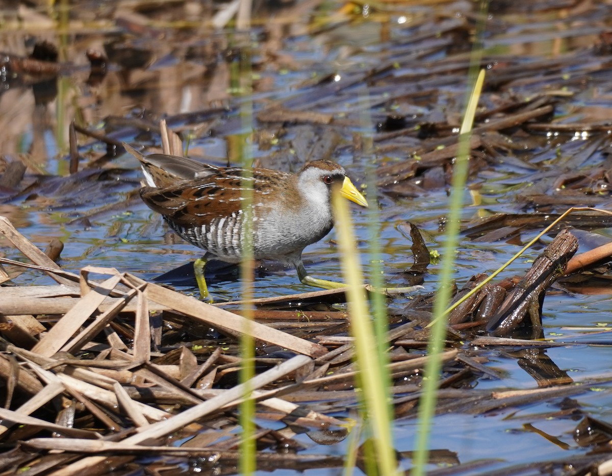 Polluela Sora - ML619107141