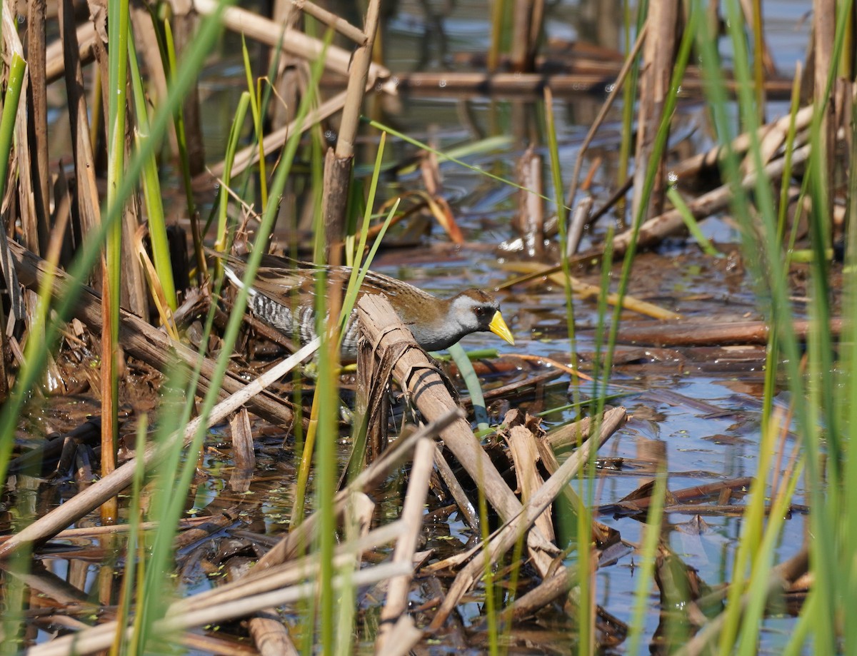 Polluela Sora - ML619107145