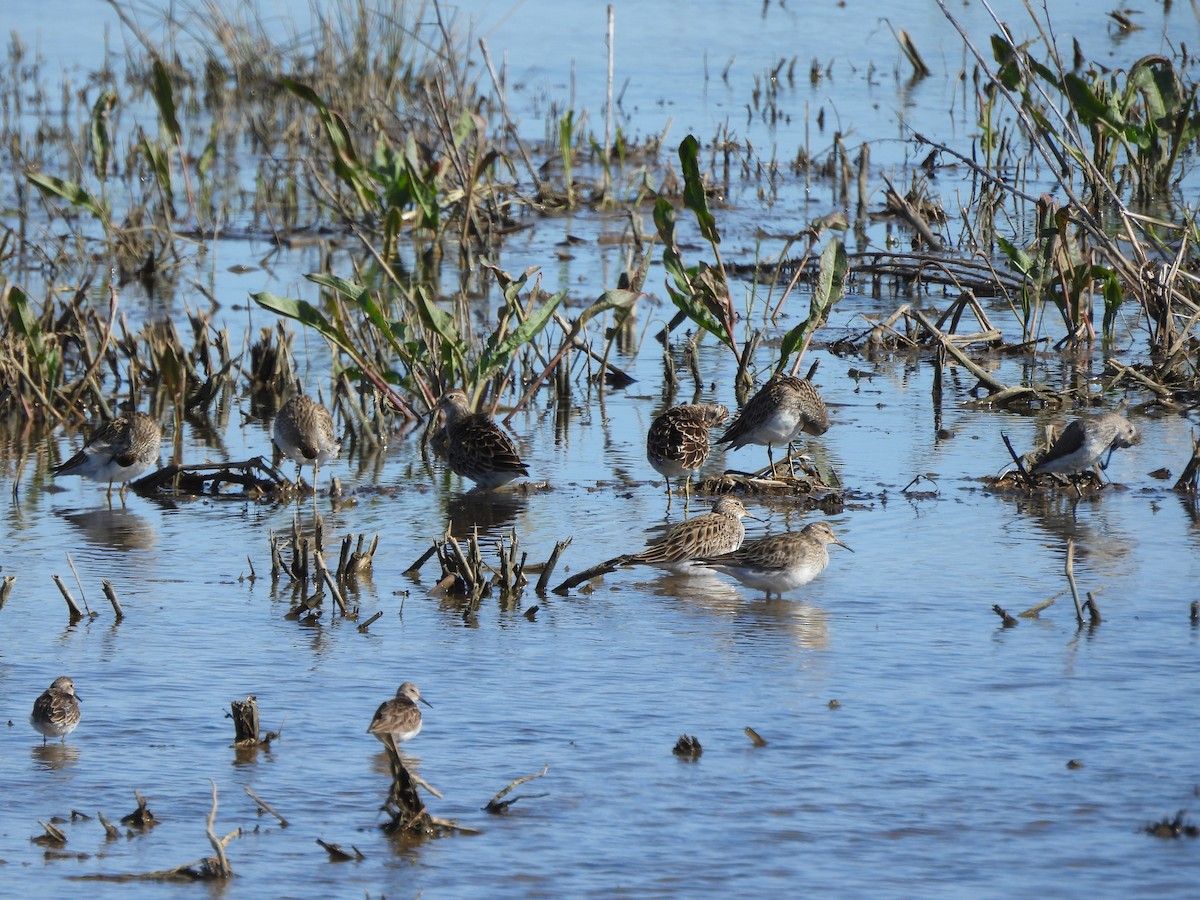 Pectoral Sandpiper - Tracee Fugate