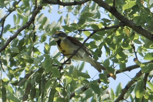 Dickcissel - ML619107162