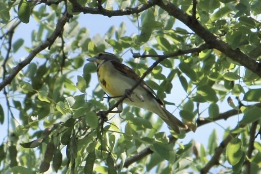 Dickcissel - ML619107163