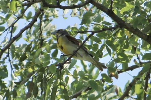 Dickcissel - ML619107164