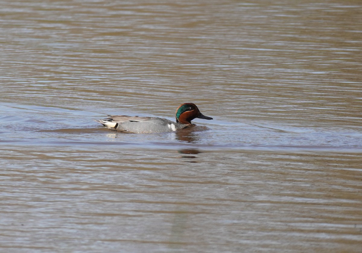 Green-winged Teal - ML619107167