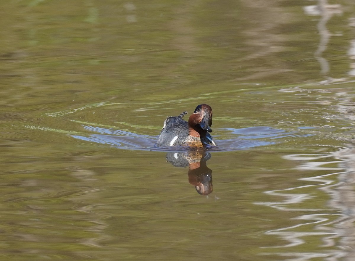 Green-winged Teal - ML619107168