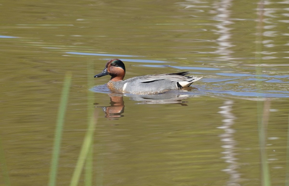 Green-winged Teal - ML619107169