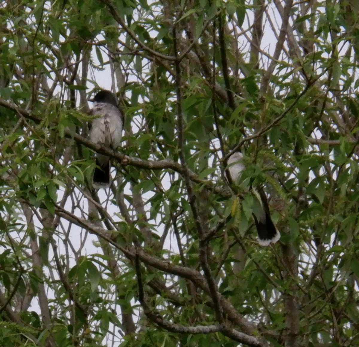 Eastern Kingbird - Adrianne Knighton