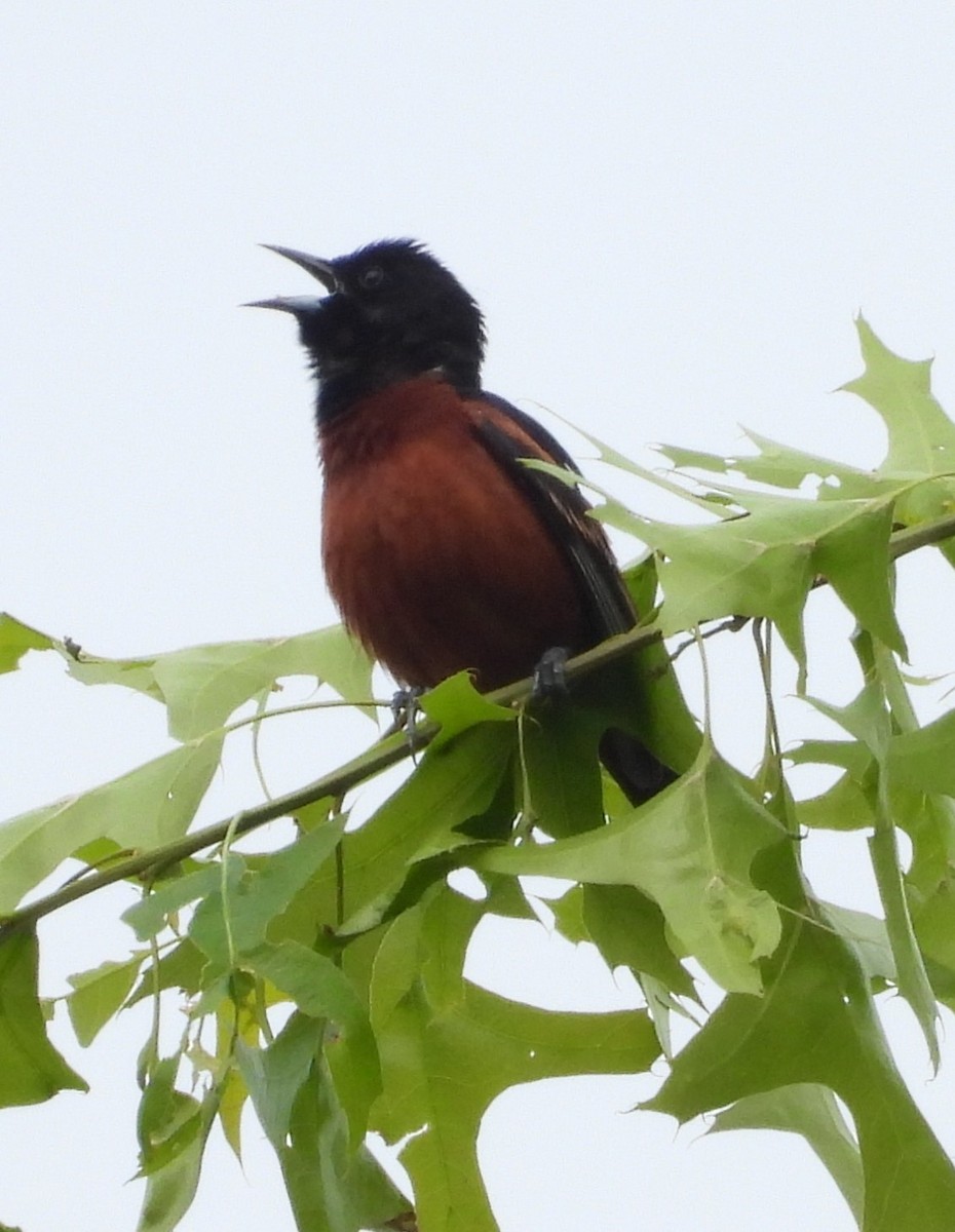 Orchard Oriole - ML619107177
