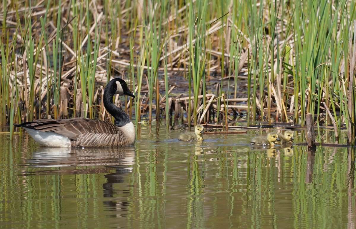 Canada Goose - ML619107178