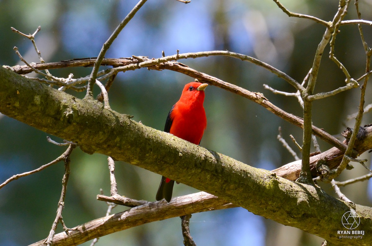 Scarlet Tanager - Ryan Bebej